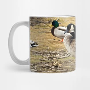 Canada Goose With Mallard Ducks Mug